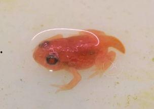 国产蝌蚪网,探索创新科技,引领未来生活新潮流 第2张 国产蝌蚪网,探索创新科技,引领未来生活新潮流 第2张