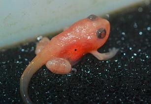 国产蝌蚪网,探索创新科技,引领未来生活新潮流 第3张 国产蝌蚪网,探索创新科技,引领未来生活新潮流 第3张