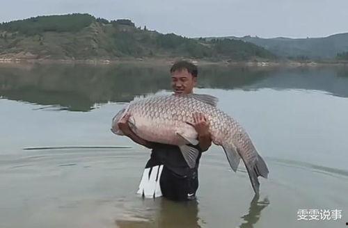 青鱼视频国产  第2张