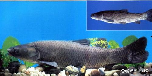 青鱼视频国产  第3张